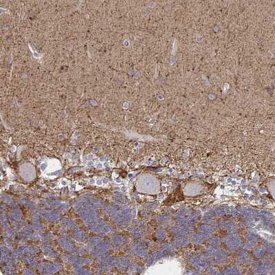 Immunohistochemistry-Paraffin: Sodium Potassium ATPase Alpha 3 Antibody [NBP2-37955]