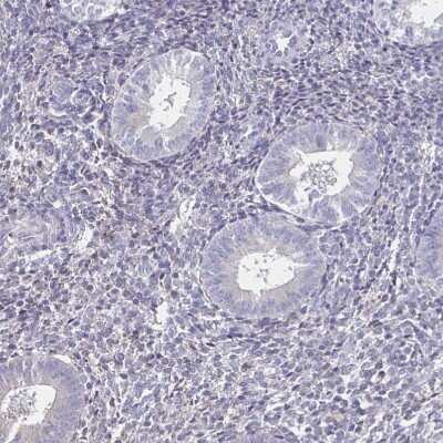 Immunohistochemistry-Paraffin: Sodium Potassium ATPase Alpha 3 Antibody [NBP2-37955]
