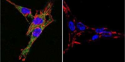 Immunocytochemistry/ Immunofluorescence: Sodium Potassium ATPase Alpha 3 Antibody (XVIF9-G10) - BSA Free [NB300-540]