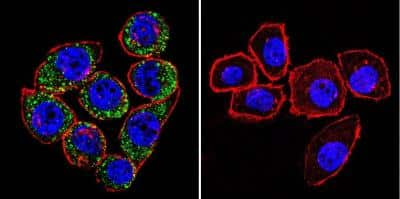 Immunocytochemistry/ Immunofluorescence: Sodium Potassium ATPase Alpha 3 Antibody (XVIF9-G10) - BSA Free [NB300-540]