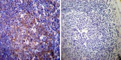 Immunohistochemistry-Paraffin: Sodium Potassium ATPase Alpha 3 Antibody (XVIF9-G10) - BSA Free [NB300-540]