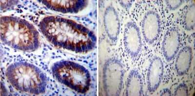 Immunohistochemistry-Paraffin: Sodium Potassium ATPase Alpha 3 Antibody (XVIF9-G10) - BSA Free [NB300-540]