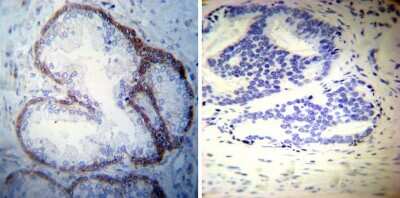 Immunohistochemistry-Paraffin: Sodium Potassium ATPase Alpha 3 Antibody (XVIF9-G10) - BSA Free [NB300-540]