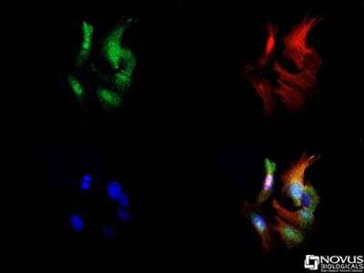 Immunocytochemistry/ Immunofluorescence: Sodium Potassium ATPase Beta 1 Antibody (464.8 (also known as 8A)) [NB300-147]