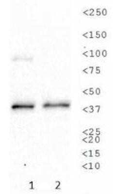 Western Blot: Sodium Potassium ATPase Beta 1 Antibody (464.8 (also known as 8A)) [NB300-147]