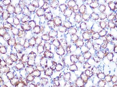 Immunohistochemistry-Paraffin: Sodium Potassium ATPase Beta 1 Antibody (4M5T3) [NBP3-16560]