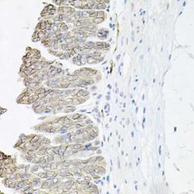 Immunohistochemistry-Paraffin: Sodium Potassium ATPase Beta 1 Antibody - BSA Free [NBP2-95093]