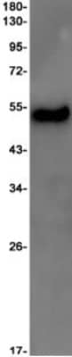 Western Blot: Sodium Potassium ATPase Beta 1 Antibody (S02-8B6) [NBP3-20085]