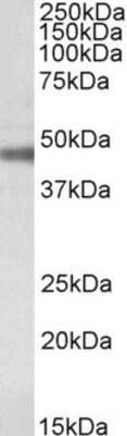 Western Blot: Sodium Potassium ATPase Beta 1 Antibody [NBP1-51987]