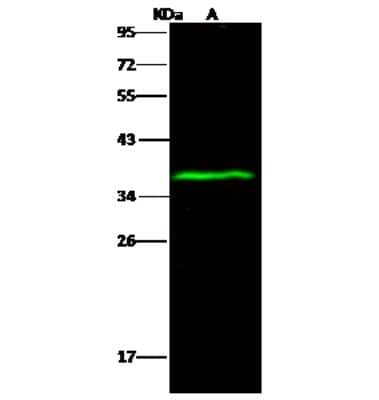 Western Blot: Sodium Potassium ATPase Beta 1 Antibody [NBP3-00261]