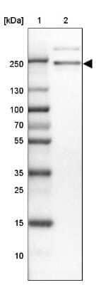 Western Blot: ARHGEF40 Antibody [NBP1-83864]