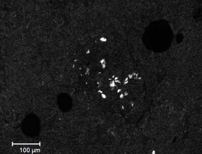Immunofluorescence: Somatostatin Antibody (7G5) - BSA Free [NBP2-37447]