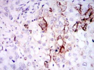 Immunohistochemistry-Paraffin: Somatostatin Antibody (7G5) - BSA Free [NBP2-37447]