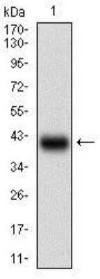 Western Blot: Somatostatin R3/SSTR3 Antibody (7H8E5)BSA Free [NBP2-37266]