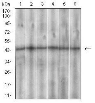 Western Blot: Somatostatin R3/SSTR3 Antibody (7H8E5)BSA Free [NBP2-37266]