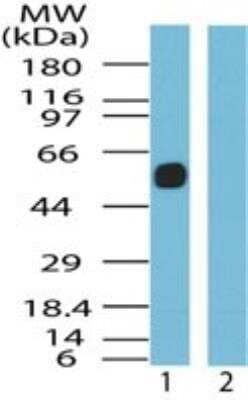 Western Blot: Somatostatin R5/SSTR5 Antibody [NB100-56498]