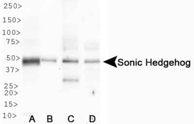 Western Blot: Sonic Hedgehog/Shh AntibodyBSA Free [NBP2-22139]