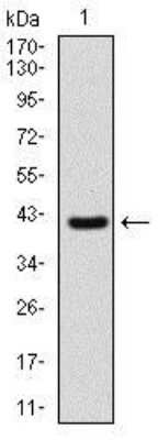 Western Blot: Sonic Hedgehog/Shh Antibody (5H4) [NBP2-22126]