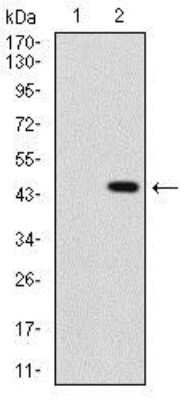 Western Blot: Sonic Hedgehog/Shh Antibody (5H4) [NBP2-22126]