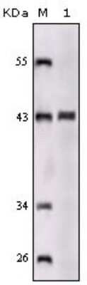 Western Blot: SorLA Antibody (3B6B11)BSA Free [NBP1-28882]