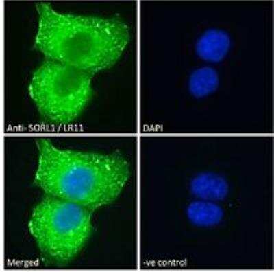 Immunofluorescence: SorLA Antibody [NB100-785]