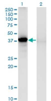 Western Blot: Sorbitol Dehydrogenase Antibody (1C2) [H00006652-M03]