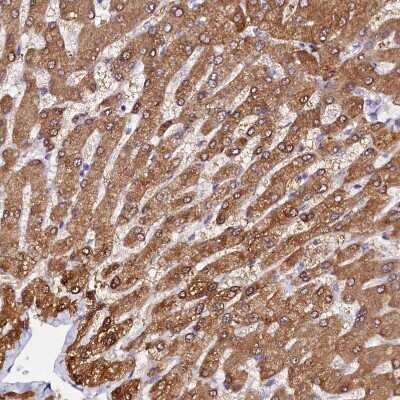 Immunohistochemistry-Paraffin: Sorbitol Dehydrogenase Antibody [NBP1-87415]