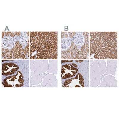 Immunohistochemistry-Paraffin: Sorbitol Dehydrogenase Antibody [NBP1-87416]