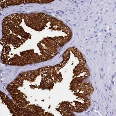 Immunohistochemistry-Paraffin: Sorbitol Dehydrogenase Antibody [NBP1-87416]