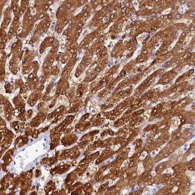 Immunohistochemistry-Paraffin: Sorbitol Dehydrogenase Antibody [NBP1-87416]