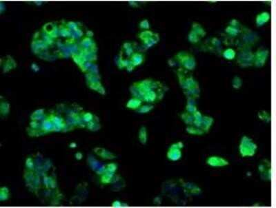 Immunocytochemistry/ Immunofluorescence: Sorbitol Dehydrogenase Antibody (OTI9E7) - Azide and BSA Free [NBP2-74288]