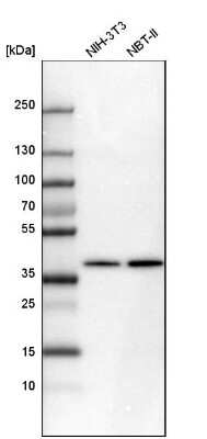 Western Blot: Sorbitol Dehydrogenase Antibody [NBP1-87415]
