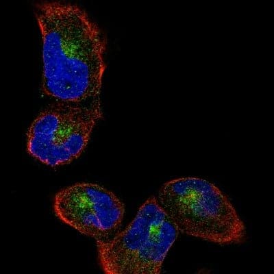 Immunocytochemistry/ Immunofluorescence: Sortilin Antibody (CL6526) [NBP2-76498]