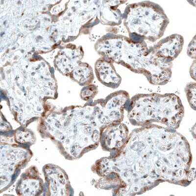 Immunohistochemistry-Paraffin: Sortilin Antibody (CL6528) [NBP2-76501]