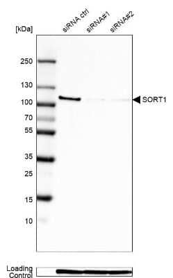 Western Blot: Sortilin Antibody (CL6528) [NBP2-76501]