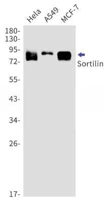 Western Blot: Sortilin Antibody (S02-6B4) [NBP3-15095]