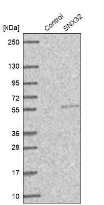 Western Blot: Sorting Nexin 32 Antibody [NBP1-92424]