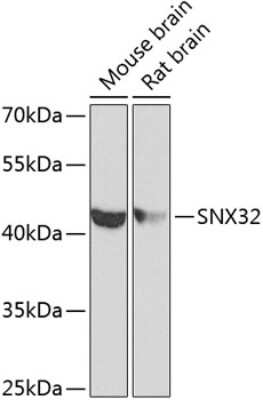 Western Blot: Sorting Nexin 32 AntibodyBSA Free [NBP2-93723]