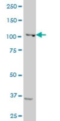 Western Blot: Sp3 Antibody (1D3) [H00006670-M13]