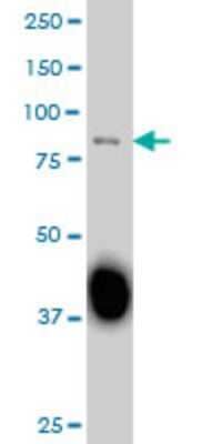 Western Blot: Sp3 Antibody (2E5) [H00006670-M07]