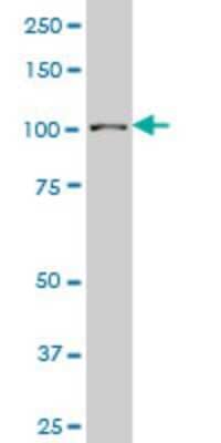 Western Blot: Sp3 Antibody (2F6) [H00006670-M08]