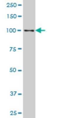 Western Blot: Sp3 Antibody (3G5) [H00006670-M12]