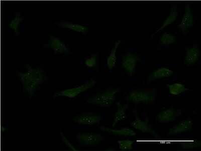 Immunocytochemistry/ Immunofluorescence: Sp3 Antibody (4E5) [H00006670-M09]