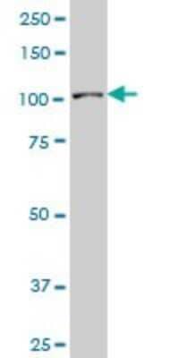 Western Blot: Sp3 Antibody (4E5) [H00006670-M09]