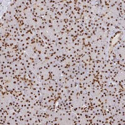 Immunohistochemistry-Paraffin: Sp3 Antibody [NBP2-68623]