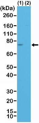 Western Blot: Spastin Antibody (RM346) [NBP2-77421]