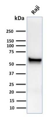 Western Blot: Spastin Antibody (Sp 6C6)Azide and BSA Free [NBP3-08753]