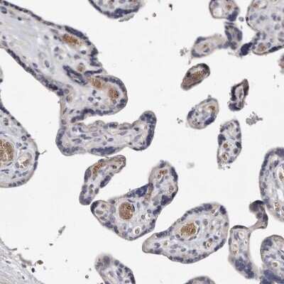 Immunohistochemistry-Paraffin: Spectrin alpha 1 Antibody [NBP1-87953]