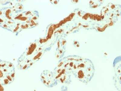 Immunohistochemistry-Paraffin: Spectrin alpha 1 Antibody (SPTA1/1832) - Azide and BSA Free [NBP2-79906]