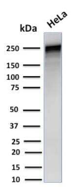 Western Blot: Spectrin alpha 1 Antibody (SPTA1/1832)Azide and BSA Free [NBP2-79906]